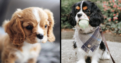 17 Cavalier King Charles Dogs That Will Steal Your Heart Without Even Trying