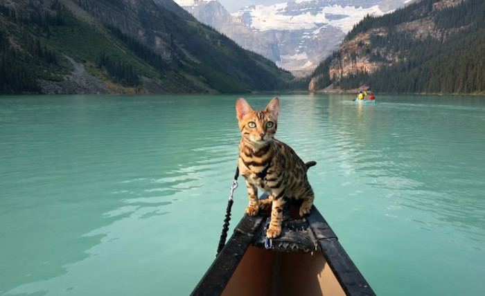 Do Maine Coons swim?