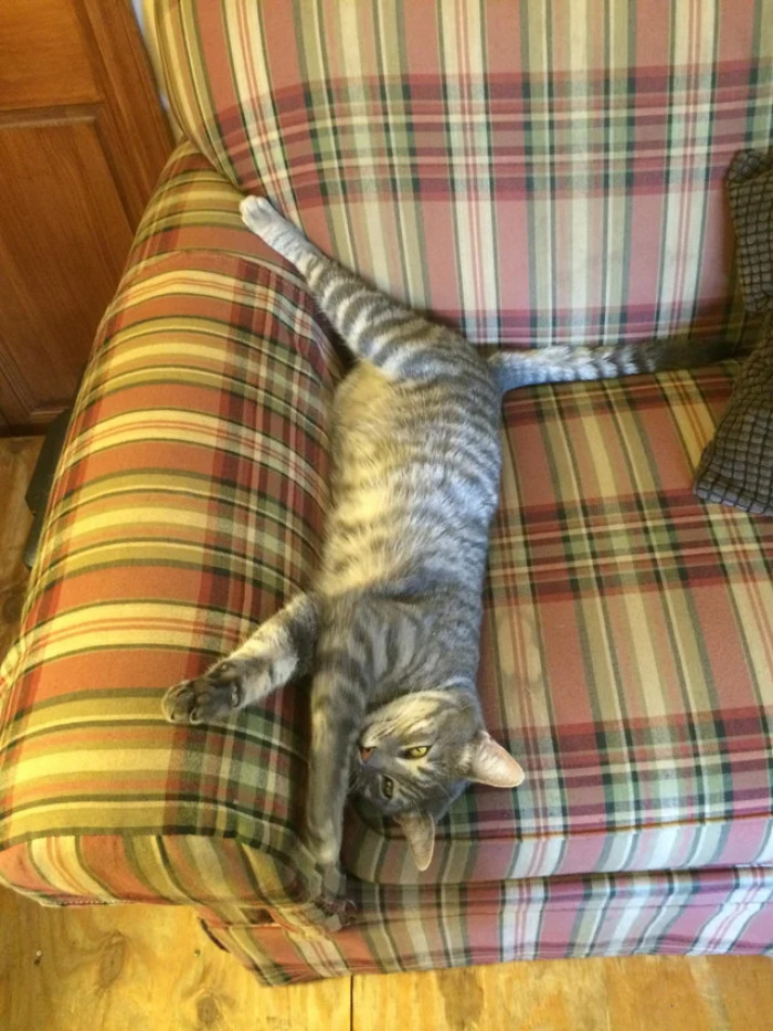 "My sweet boy, Cooper. He walked through the back door, sat on the sofa, and never left."