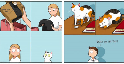 Adorable Cat Comics That Every Cat Owner Will Instantly Relate To