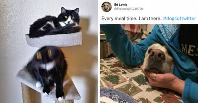 Cats and Dogs on Social Media Are Teaching Us What's Truly Funny in Life (21 Images)