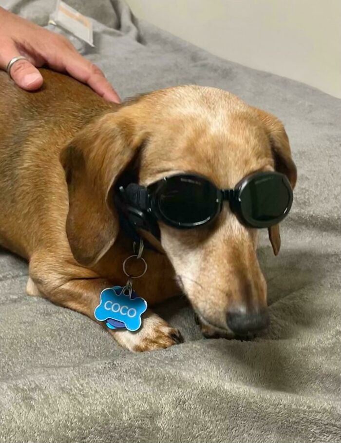 "Our Little Coco Was Given Glasses To Wear During His Laser "