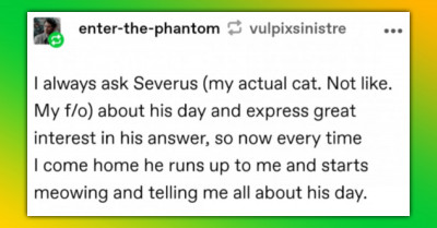 Wholesome Snapshots Revealing How Cats Say Hello To Their Hoomans As A Love Sign