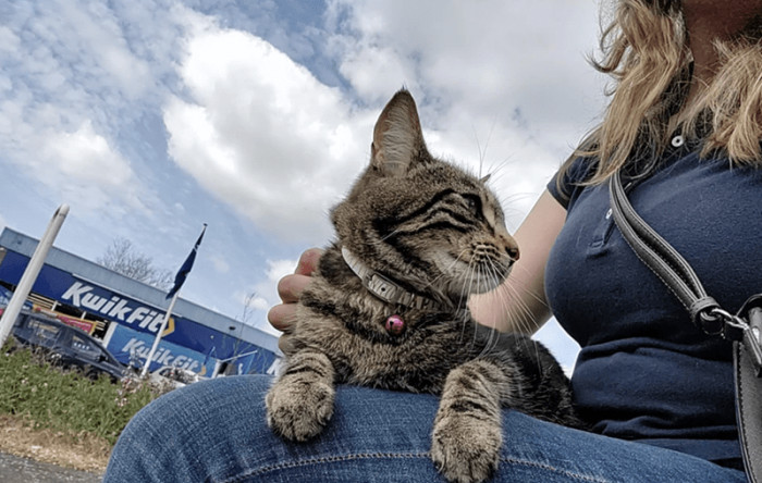 9. "This lady was waiting for her car, and the cat jumped on her lap (wheelchair)."