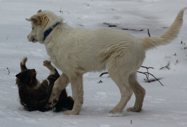 Strength alone won't make dogs victorious over cats.