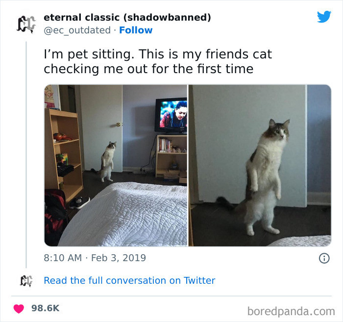 7. Cat checking you out...