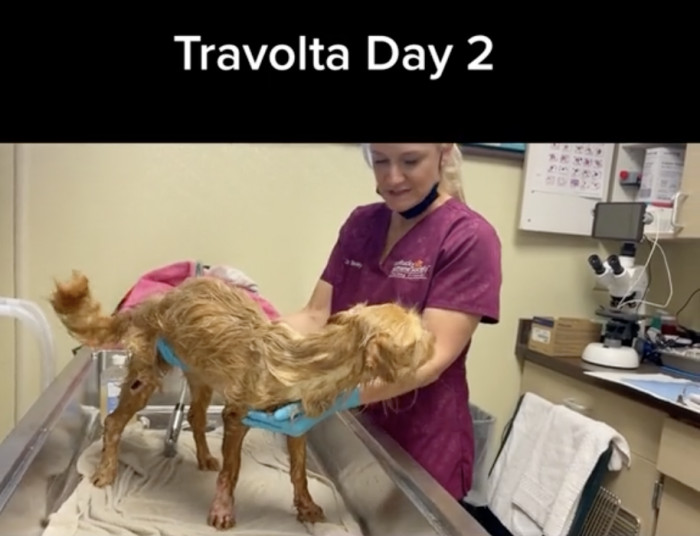 Here's Travolta's day 2 at the shelter