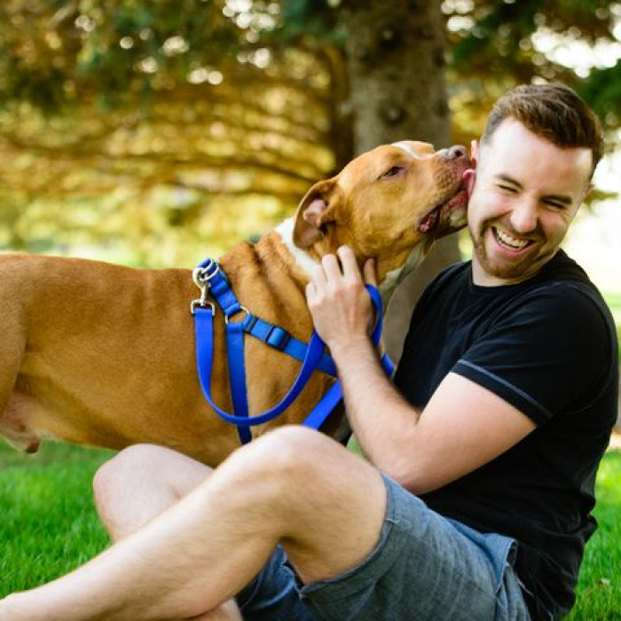 5. Pit bulls have a penchant for licking their favorite humans
