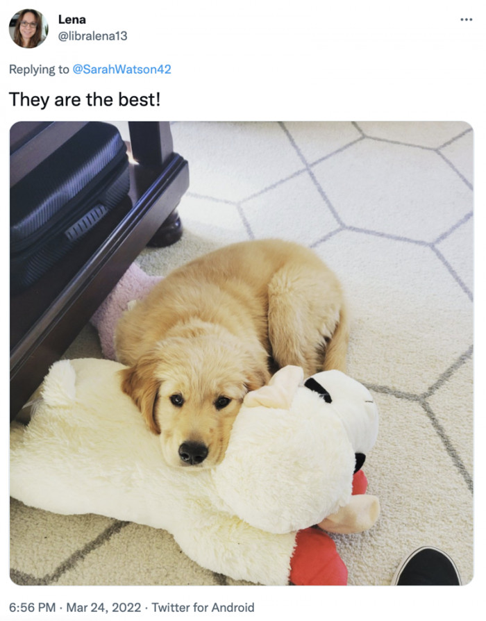 5. Doggo has a plushie