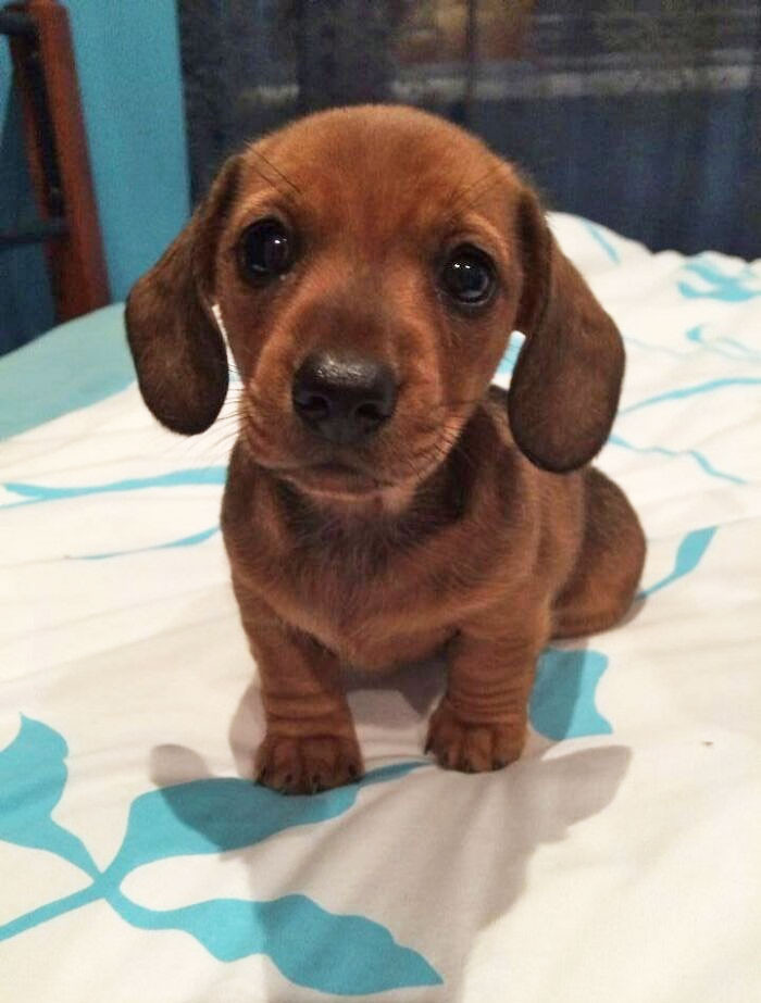 "Cutest Sausage Dog Of The Year Award Goes To"