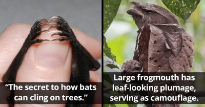 20 Funny and Wondrous Animal Pictures That Are Truly Worth a Thousand Words