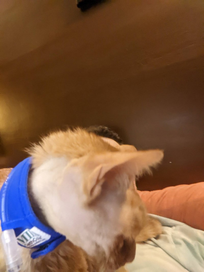 Cone off and his tube is held by this cloth velcro collar