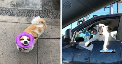 35 Cute, Funny, And Sneaky Dog Pictures That Are So Bad They're Good