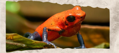 12 Red Animals That Bring the Brightest Color Into the Wild