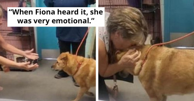 Watch The Beautiful Moment When Old Dog Reunites With His Hooman After Being Lost For Over A Month