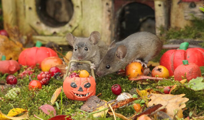 26. Mother Mouse Taking Her Baby Trick-Or-Treating