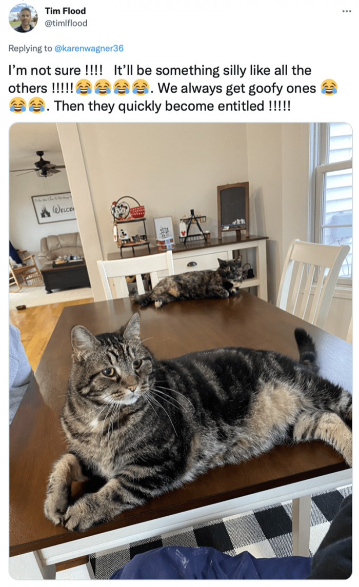 It's not their first cat rodeo, though.