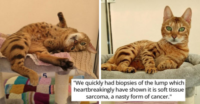 The RSPCA Rescued This Bengal Cat But Now She's Battling Cancer