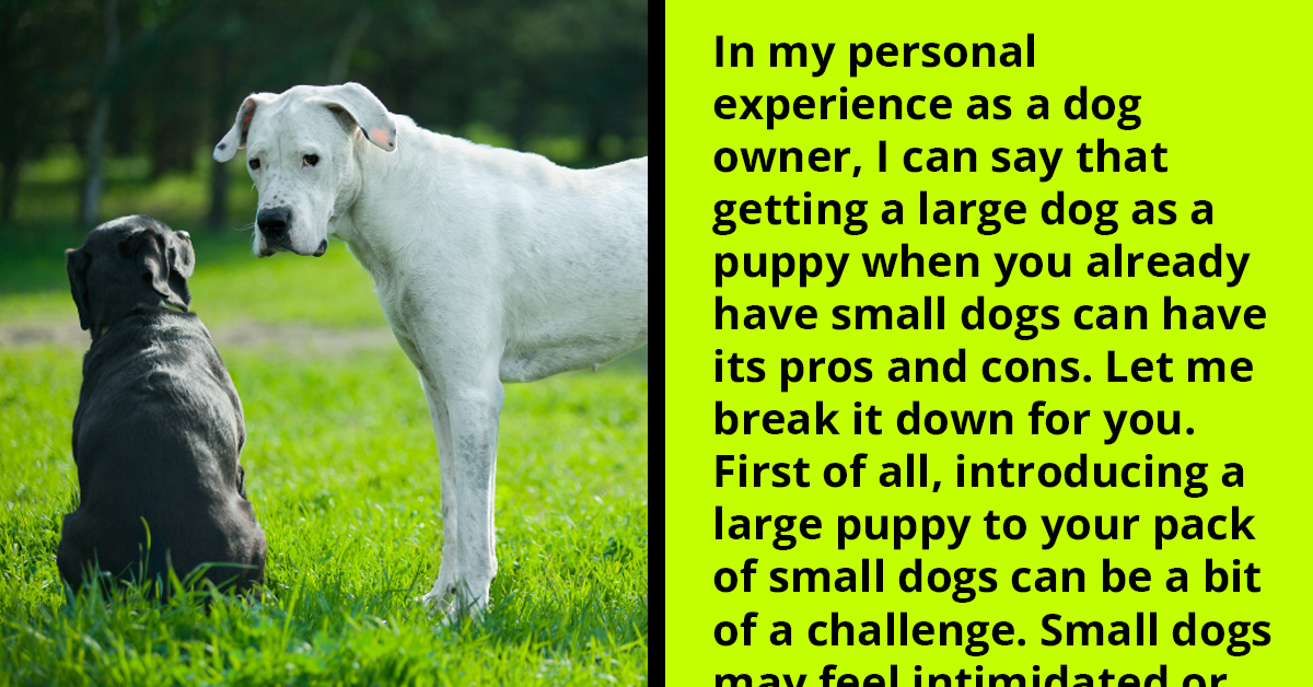 Pet Lovers Deliver Insightful Advice On Getting Large Breed When Owner Already Has Small Dogs
