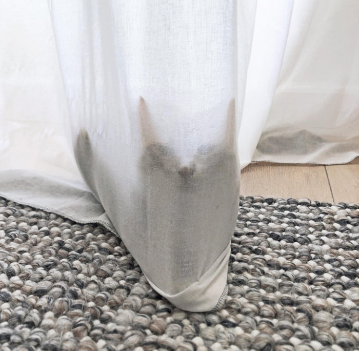 4. Have you ever seen a ghost kitty?