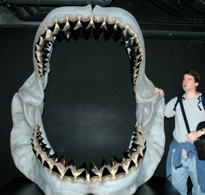 Megalodon - Extinct Around 3.6 Million Years Ago