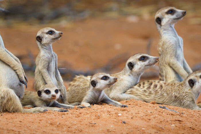 "A Meerkat Family Affair!"