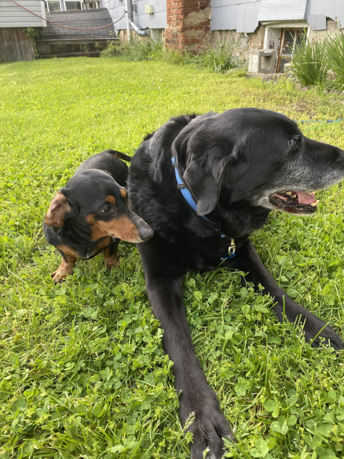 Here is an adorable photo of Meatball and Dash!