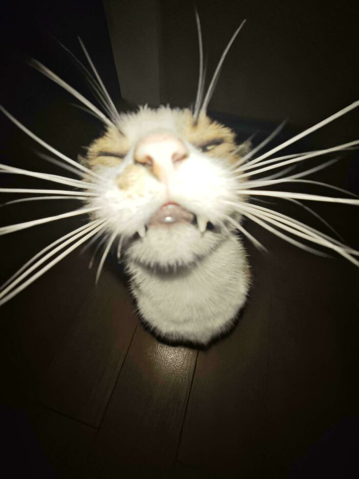 65. Not a cat. A deep-sea emissary with wet paws and secrets.