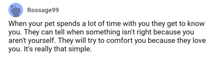 Our pets want to take care of us because they love us
