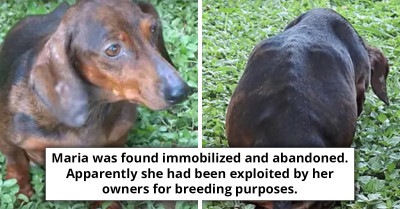 This Woman's Heartbreaking Encounter With An Abandoned Pregnant Dog Will Leave You In Tears
