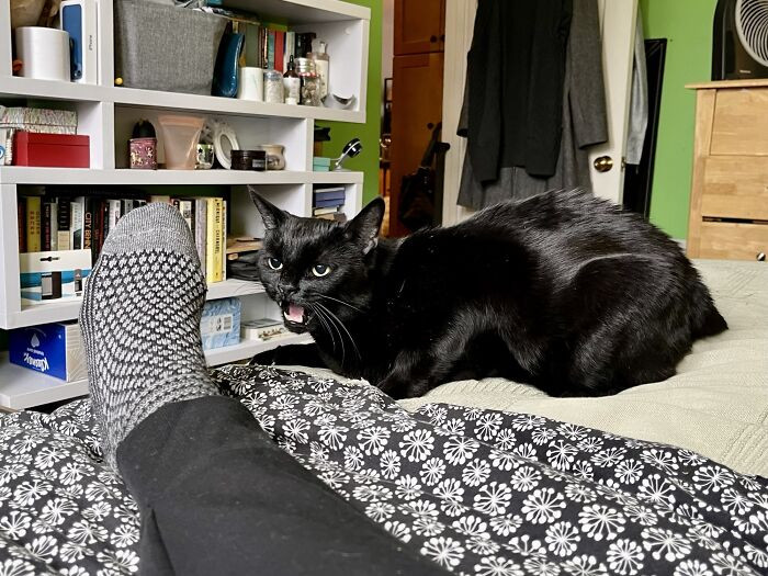 12. Just a cat yelling at someone's foot.