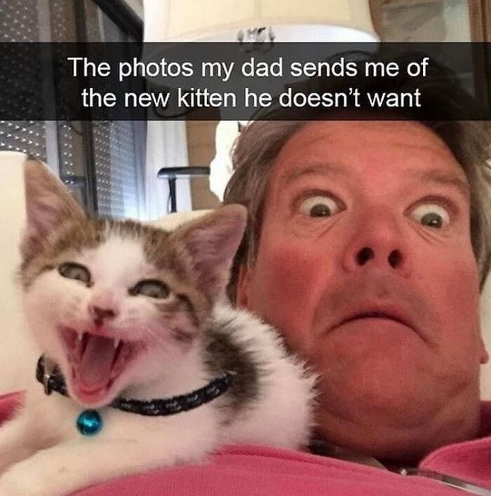 14. “He doesn’t want the kitten. He just wants to take 400 photos of it daily.”