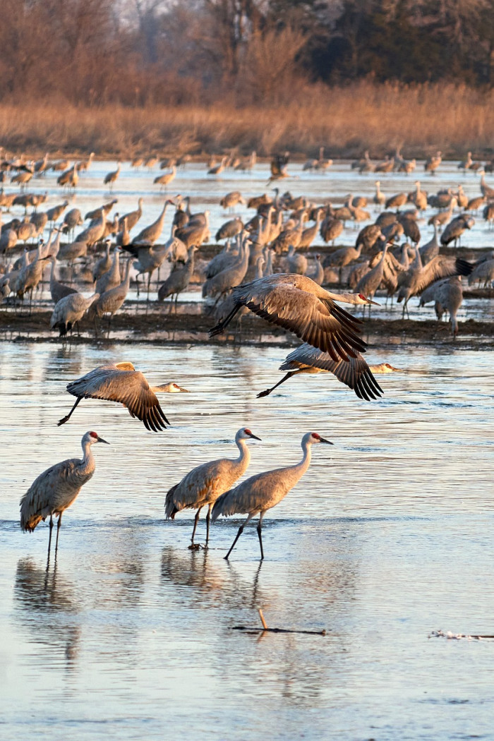 How Birds Know When to Leave