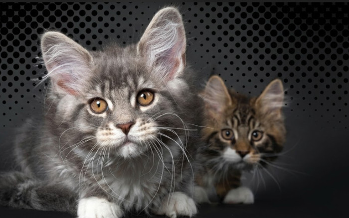 What does a Maine Coon mix look like?