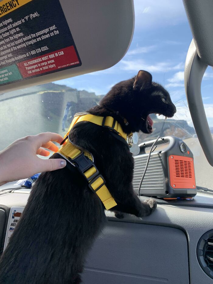 16. Void is obviously mad about the long drive—a 1000-mile one.