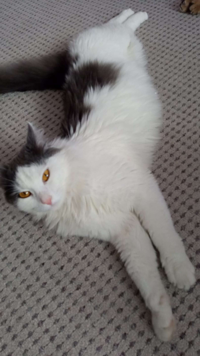 Irene saved Zephyr from a man trying to throw him into a river.