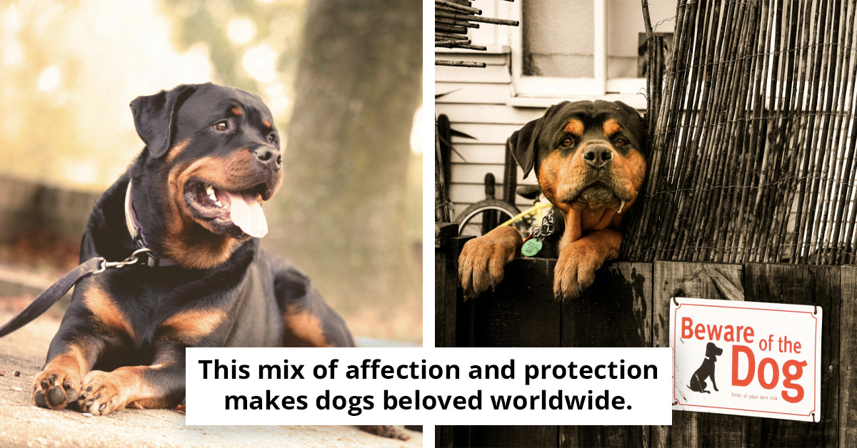Why Security Experts Warn Against Putting Beware Of The Dog Signs On Your Home