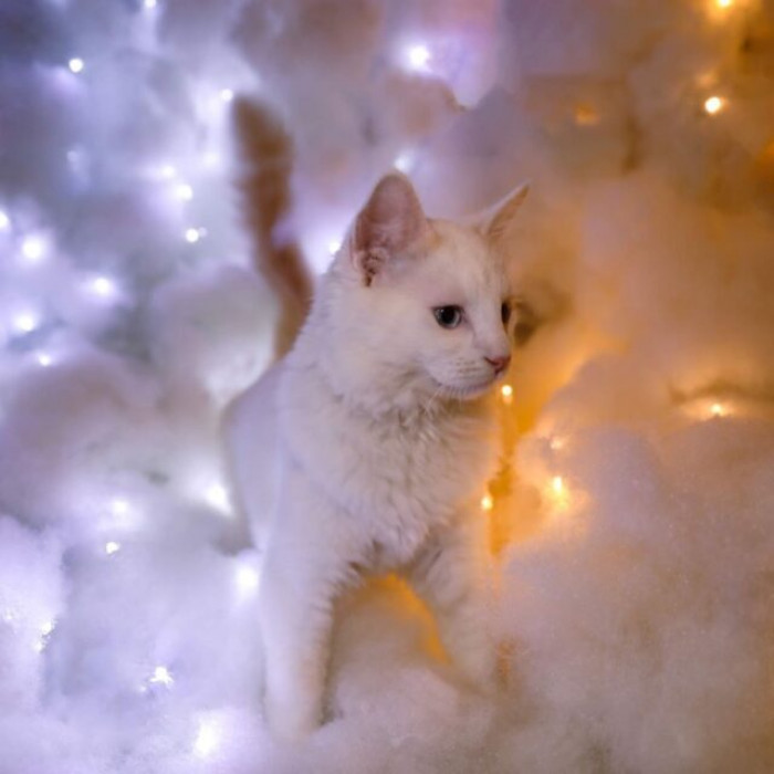 Kelly has made her wish come true