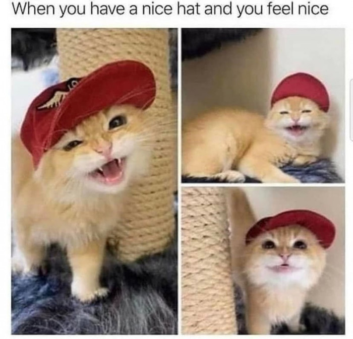 3. I have a hat now and I feel nice