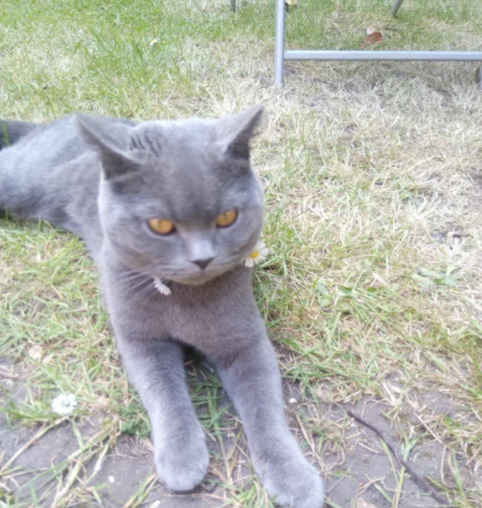 3. "Not my cat visited my garden; I made him a daisy chain necklace!"