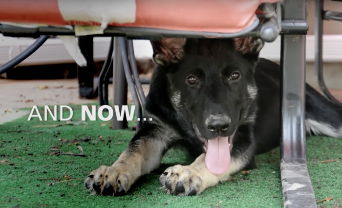 His progress didn't stop there. Daniel the pup has transformed into a dapper gentleman.
