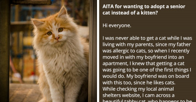 Debate Erupts Over Adopting A Senior Cat Always Being A Better Option Than Adopting A Kitten