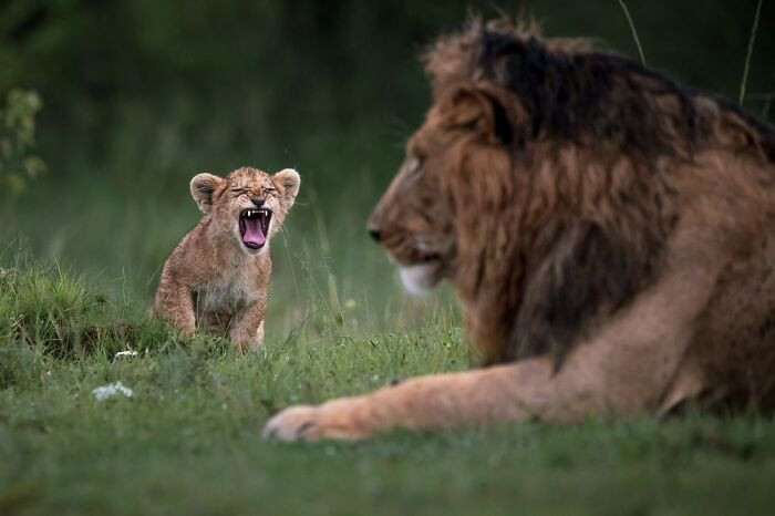 “Naughty Boy” By Talal Al Rabah