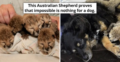Caring Dog Becomes A Dad To Five Cheetah Cubs Whose Mother Died After Giving Birth To Them