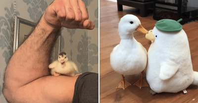 Twitter Account Wants to Convince You How Cute Ducks Are Through These 21 Posts So That You'll Domesticate One Right Away