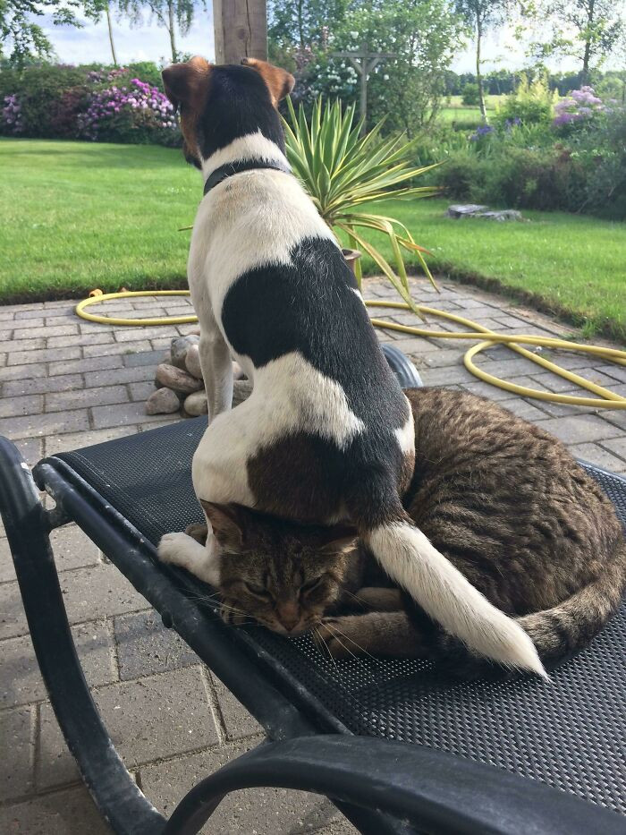 "I'm Not Saying That My Dog Should Respect The Cat A Little Bit More, But"