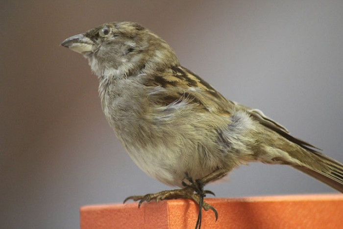 A hunting company hired to capture the female house sparrow failed, and finally just shot it, sparking an animal rights controversy