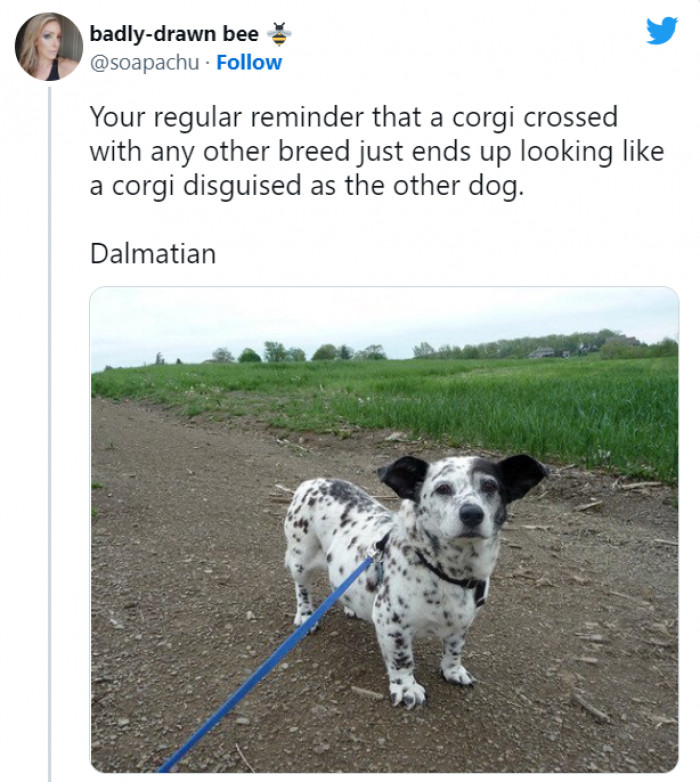 1. Corgi cross breeds create amazing results. Just look at this pupper!