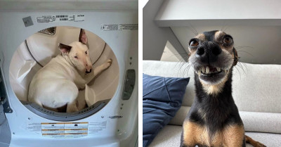45 Users From An Online Community Dedicated To Canines Share Pictures Of Adorable Doggos Showing Their Derpiness And Weirdness