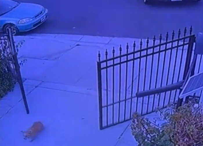 “We are now just so thankful he came up to our gate at the right moment and found a safe place with us,” Alondra said.